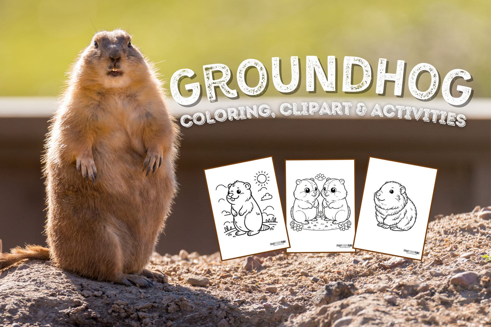 Woodchuck groundhog coloring pages at