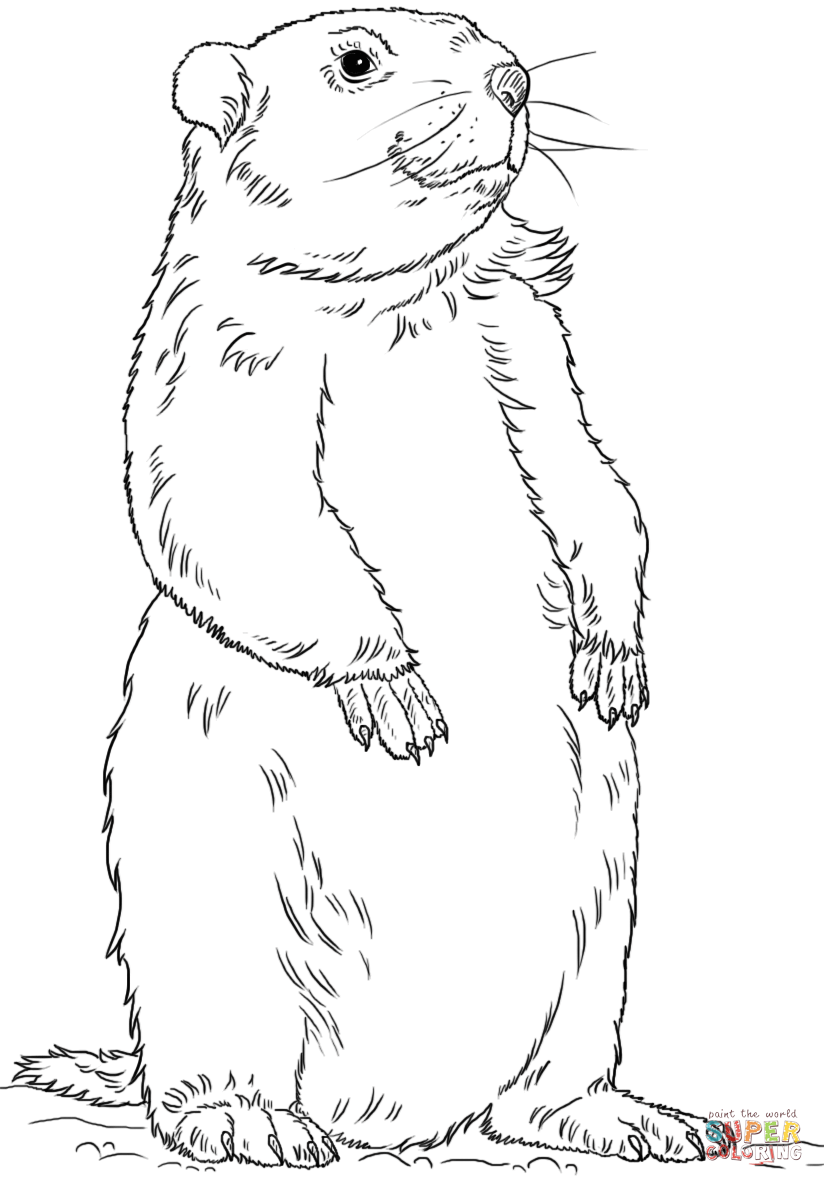 Groundhog standing coloring page free printable coloring pages