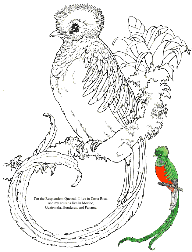 Quetzal coloring page