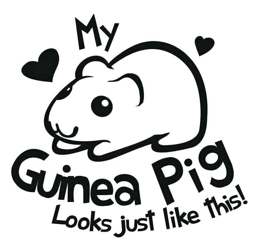 My guinea pig coloring page