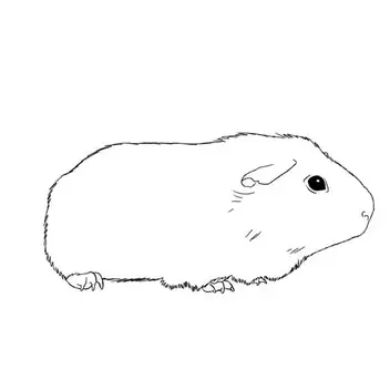 Adorable guinea pig coloring pages