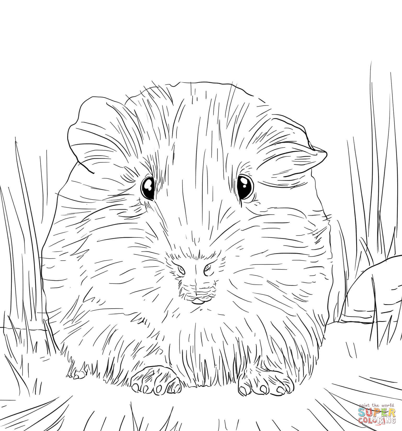 Cute guinea pig portrait coloring page free printable coloring pages