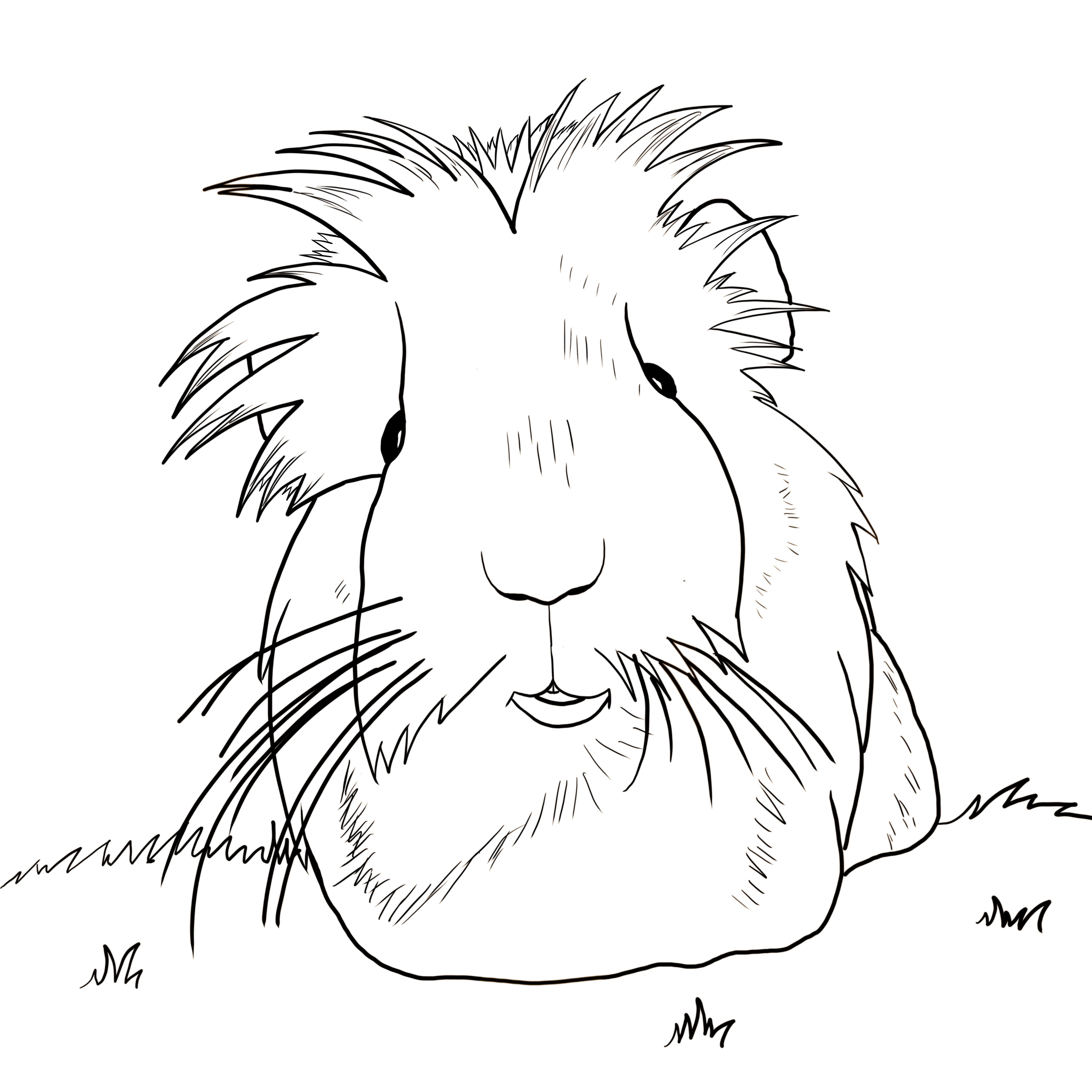 Im trying to make a guinea pig coloring book for my wife details and a request below rguineapigs
