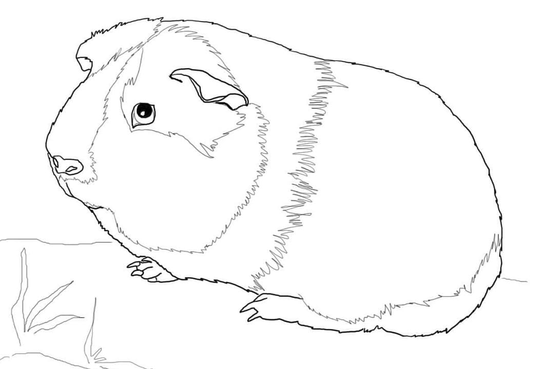 Printable guinea pig coloring page