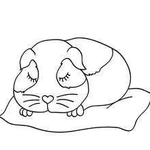 Sleeping guinea pig coloring pages