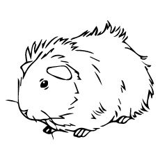 Top free printable guinea pig coloring pages online guinea pigs cute guinea pigs baby guinea pigs