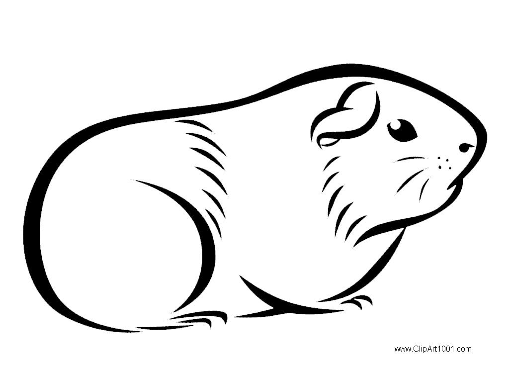 Guinea pig coloring pages drawings