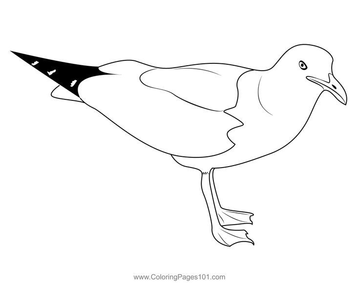 Sea gull coloring page coloring pages sea birds coloring pages for kids