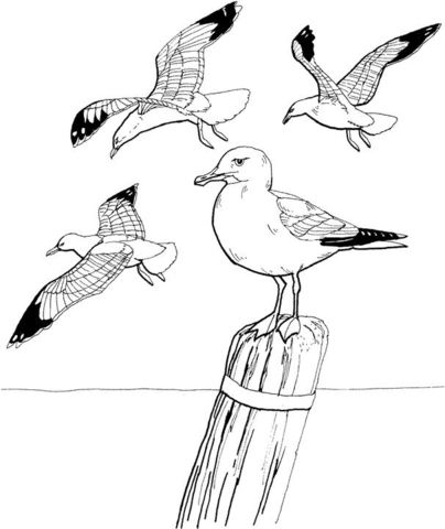 Seagulls coloring page free printable coloring pages arte de aves dibujos de aves pinturas de aves