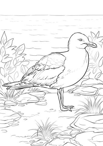 California gull coloring page free printable coloring pageâ pãginas para colorear de animales pãginas para colorear pãginas para colorear para imprimir gratis