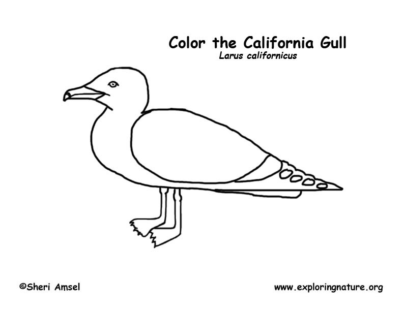 Gull california coloring page