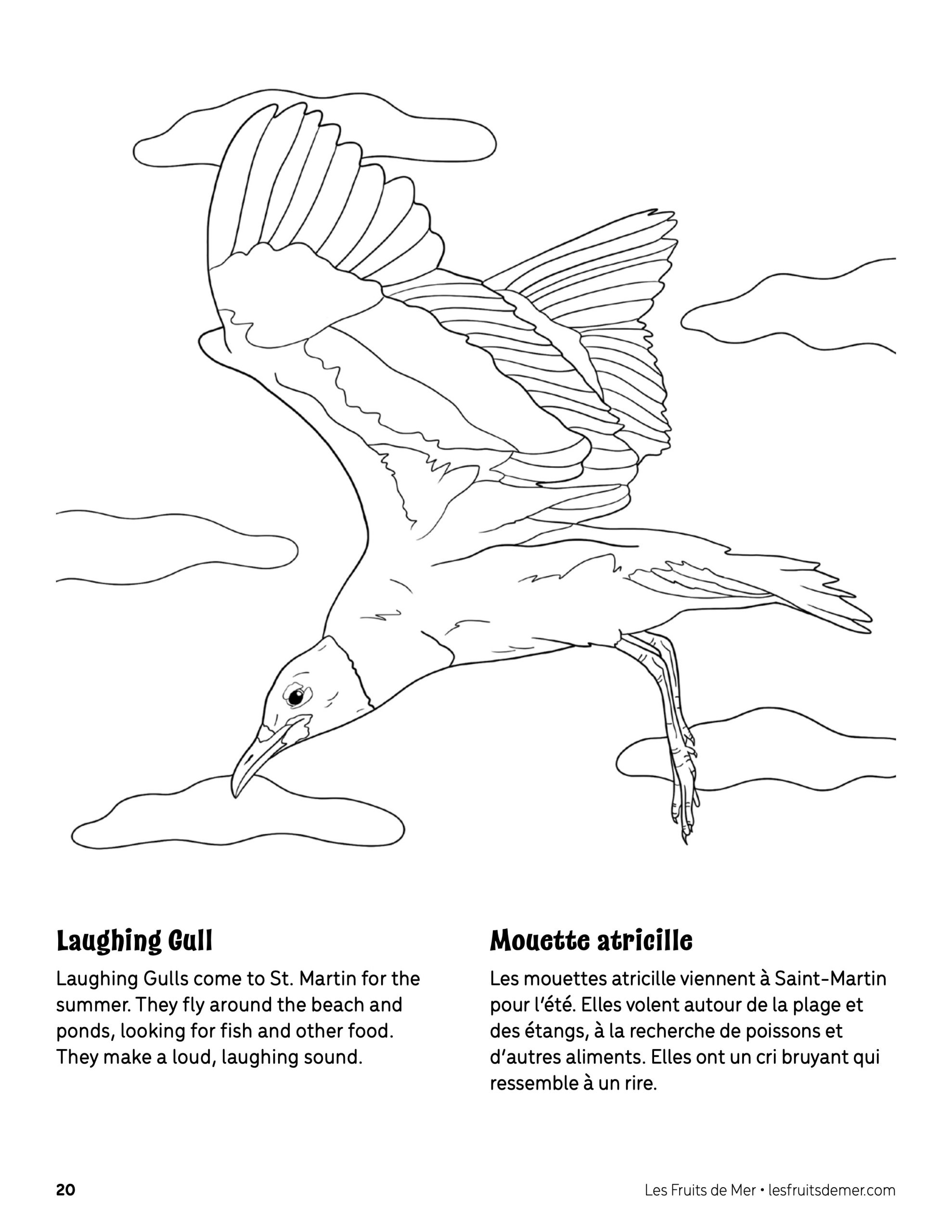 Laughing gull coloring page â coloriage de mouette atricille â association les fruits de mer