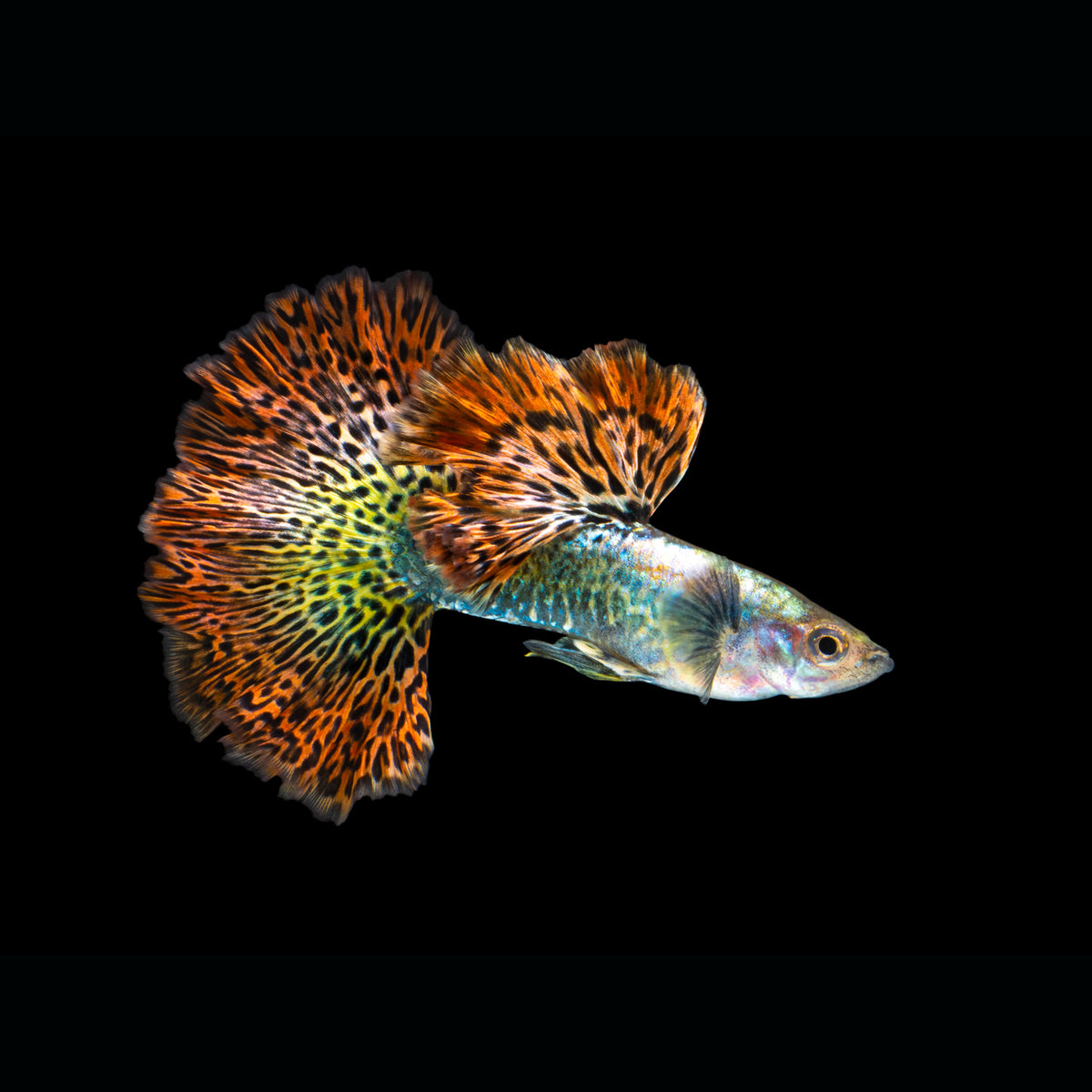 Super dragon dumbo ear guppy pair â jadren aquatics