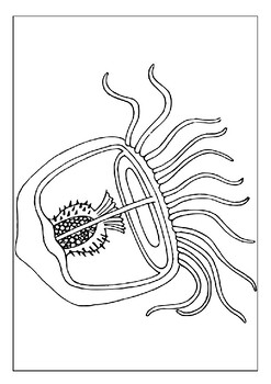 Explore the depths of the sea with our printable jellyfish coloring pages pdf