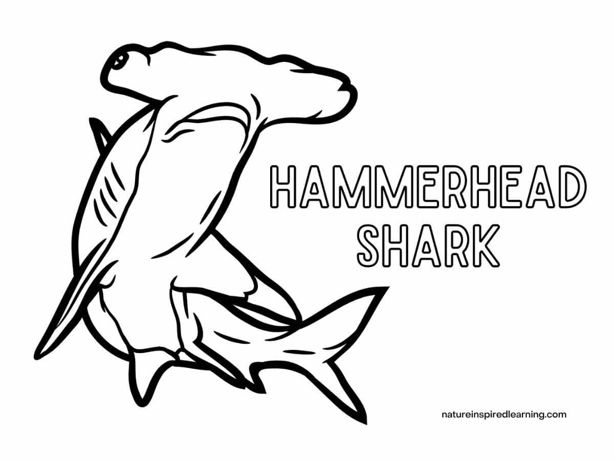 Hammerhead shark coloring pages