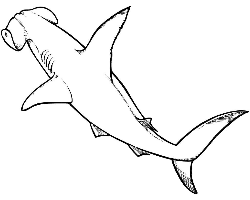 Hammerhead shark coloring pages