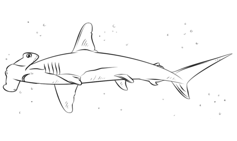 Hammerhead shark coloring page free printable coloring pages