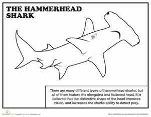 Hammerhead shark worksheet education hammerhead shark shark coloring pages shark activities