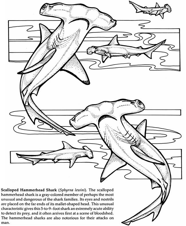 Wele to dover publications shark coloring pages shark drawing shark art