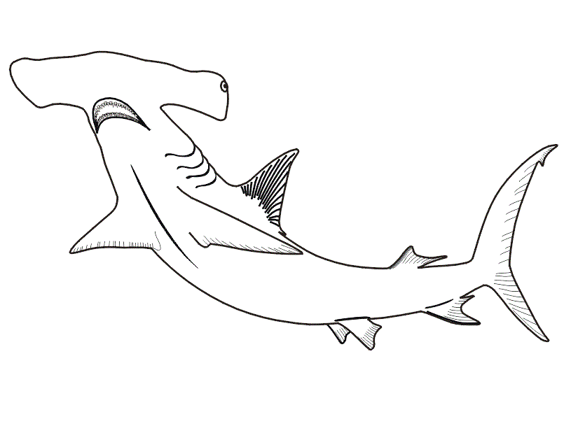 Hammerhead shark coloring pages