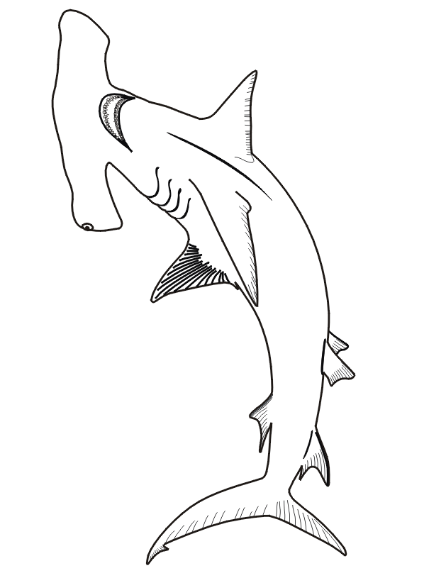 Shark coloring page bottom view of hammerhead