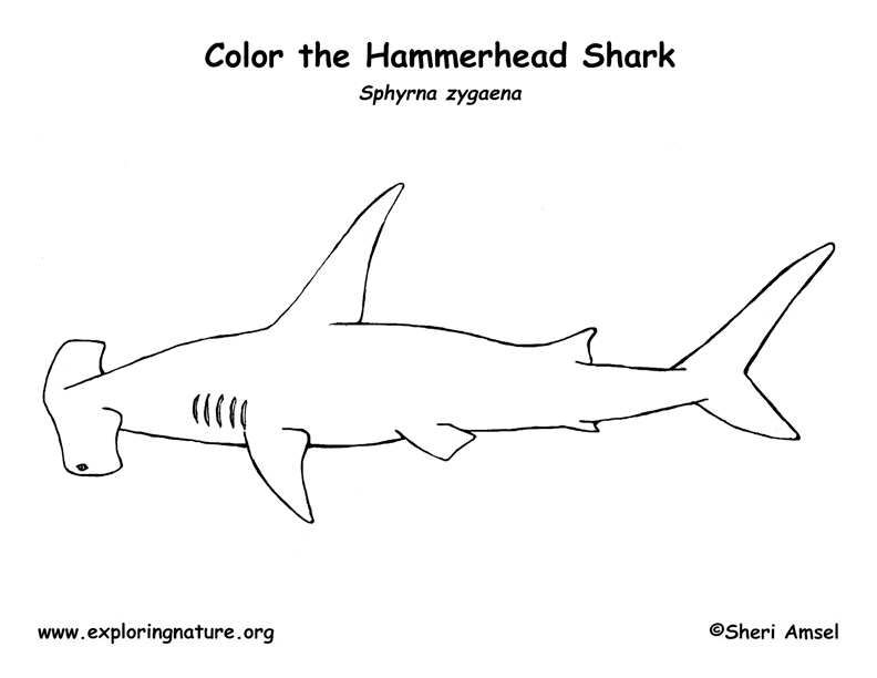 Shark hammerhead coloring page