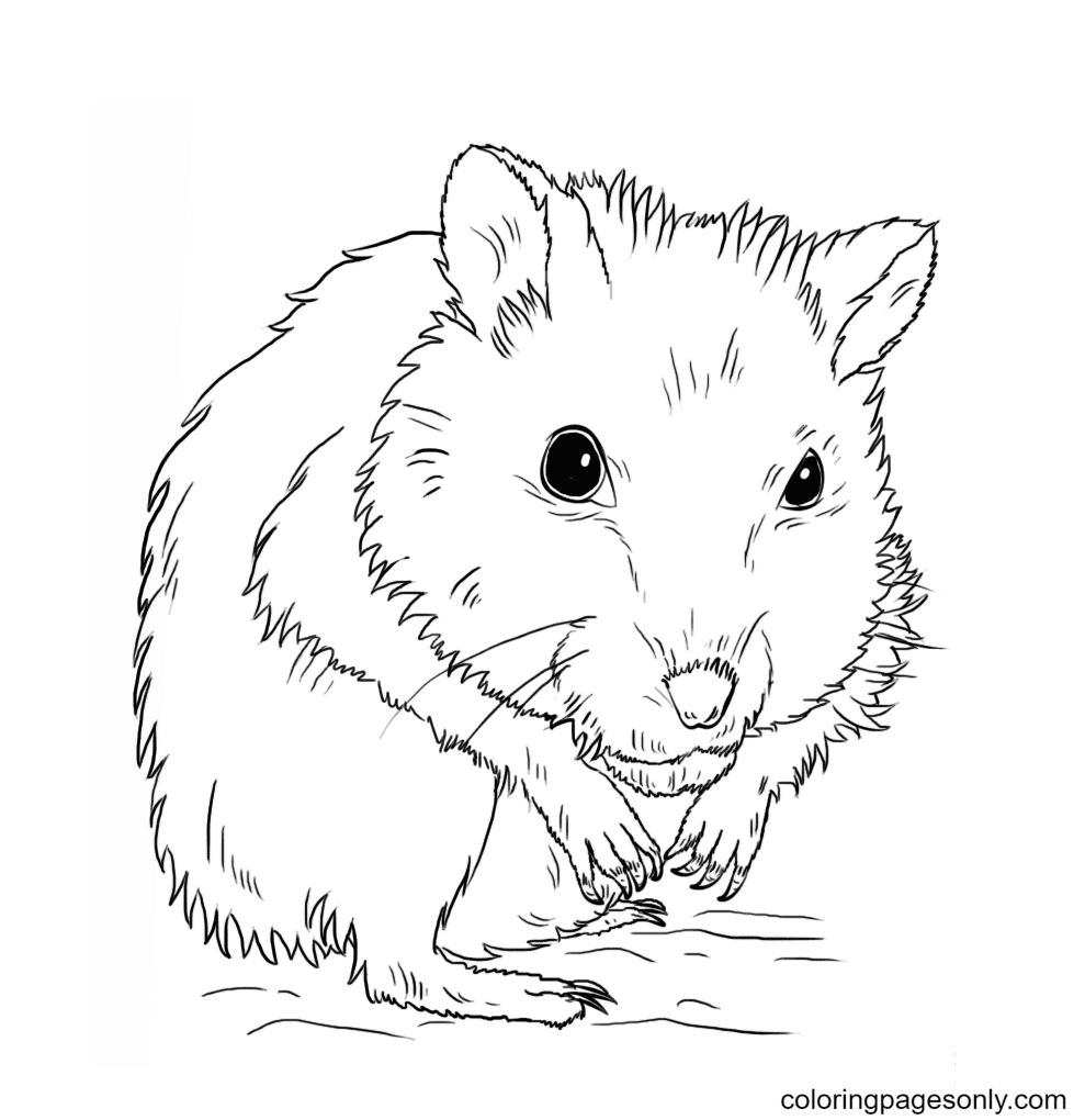 Hamster coloring pages printable for free download