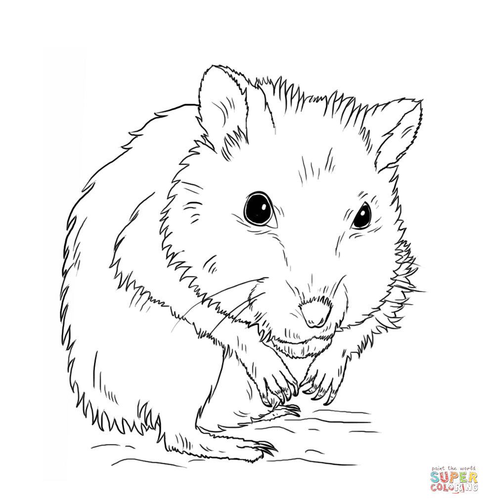 Dwarf hamster coloring page free printable coloring pages