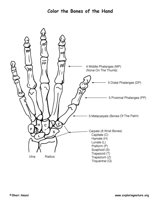 Bones of the hand coloring page