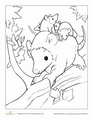 Opossum worksheet education coloring pages opossum opossum craft