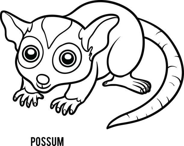 Possum stock illustrations royalty