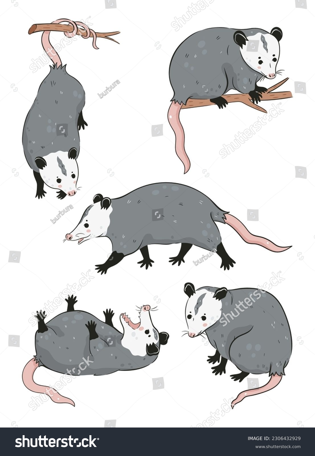 Possum vector images stock photos d objects vectors