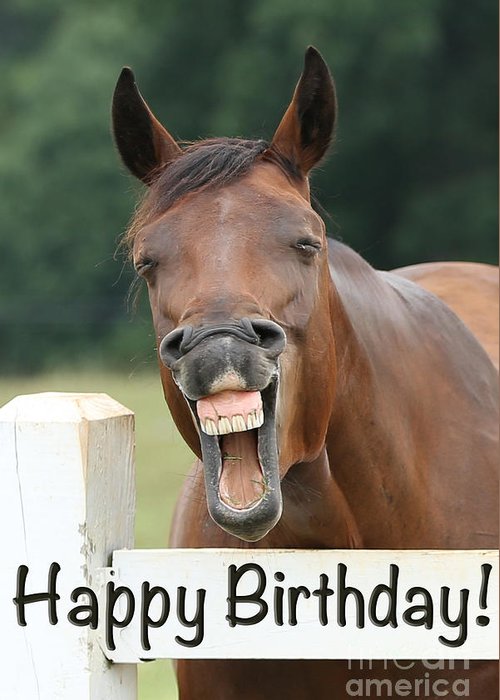 Happy birthday smiling horse greeting card by jt photodesign