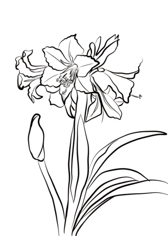 Hardy amaryllis coloring page free printable coloring pages