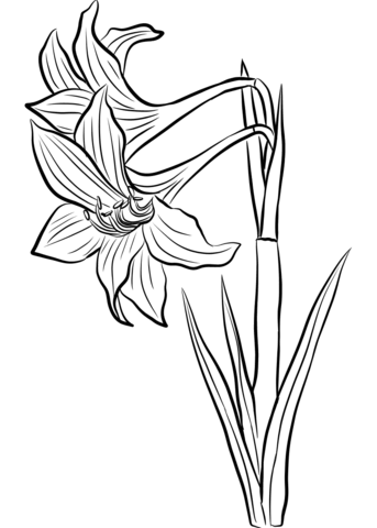 Amaryllis coloring page free printable coloring pages