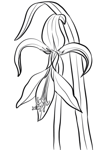 Amaryllis coloring pages printable for free download