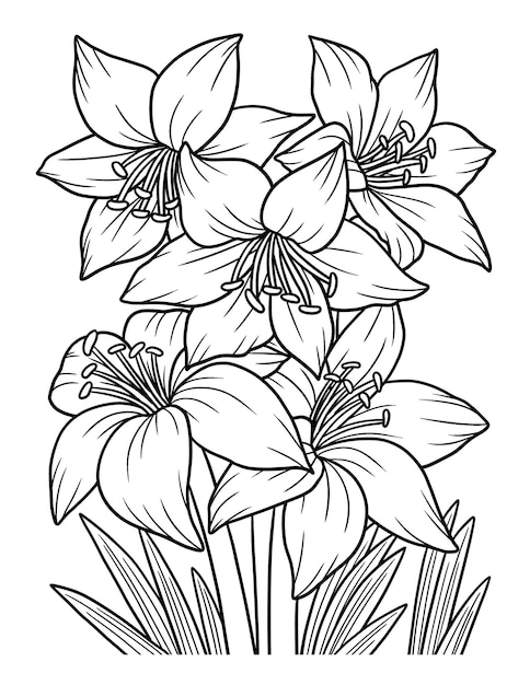 Premium vector amaryllis flower coloring page for adults