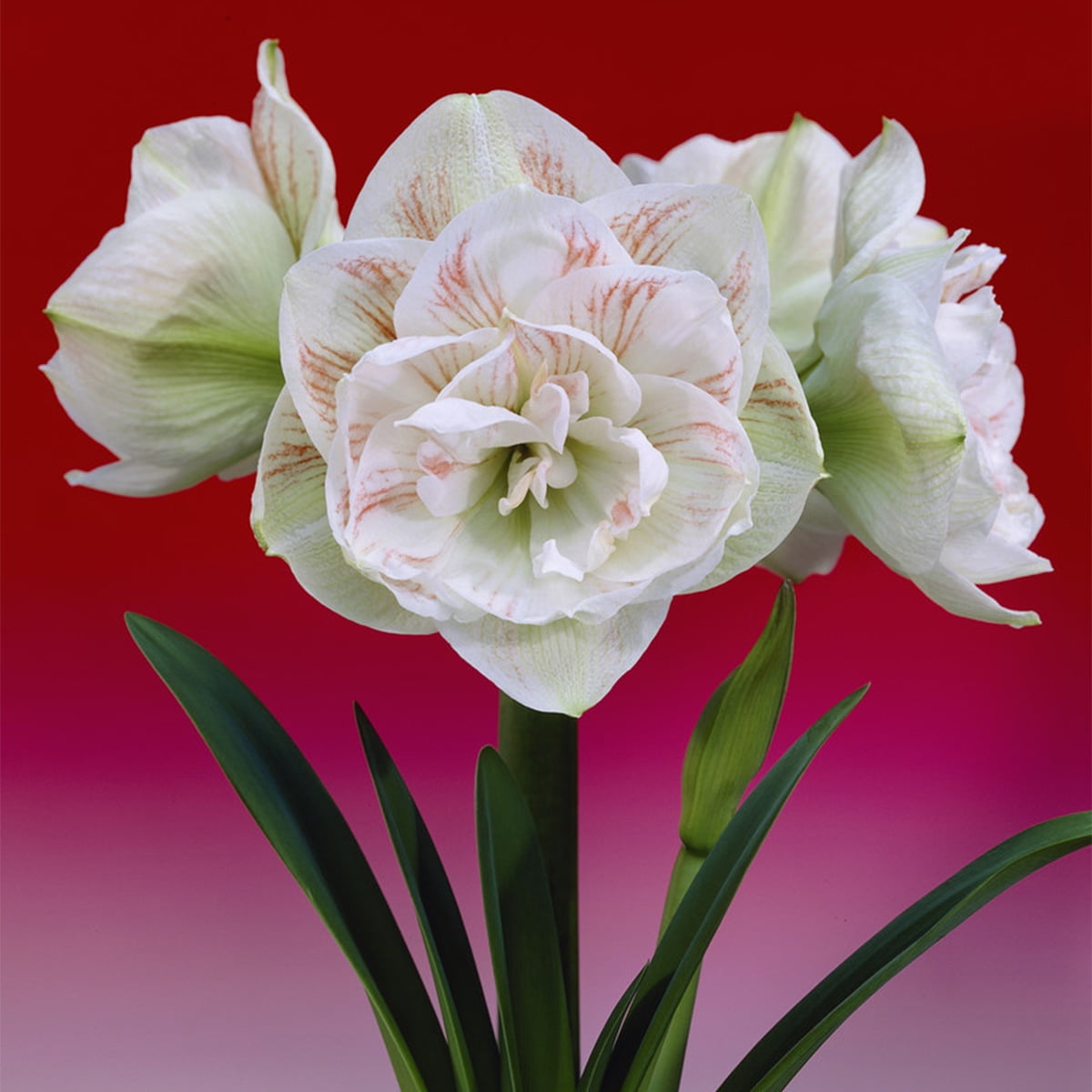 Van zyverden amaryllis nymph set of bulb multi