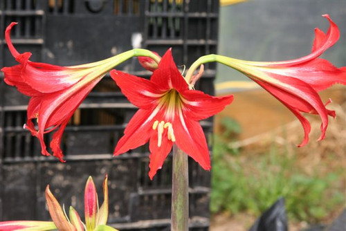 Hardy amaryllis hippeastrum x johnsonii