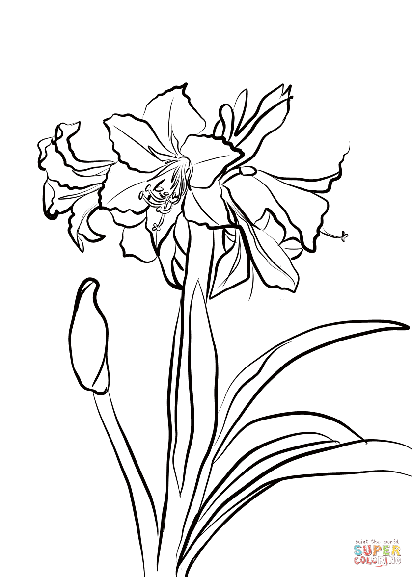 Hardy amaryllis coloring page free printable coloring pages