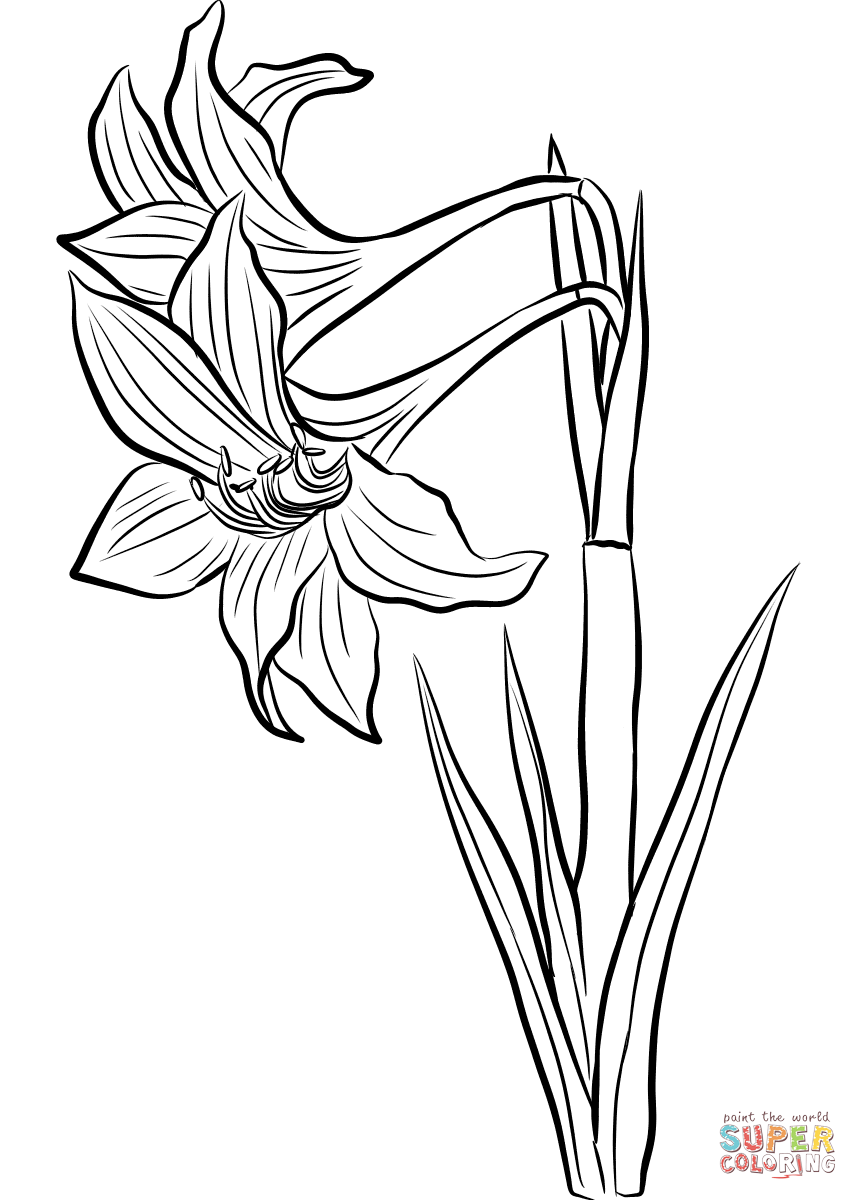 Amaryllis coloring page free printable coloring pages