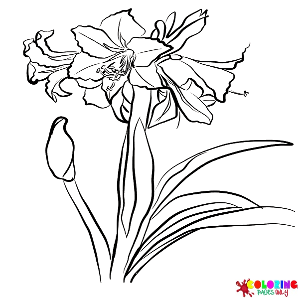 Amaryllis coloring pages