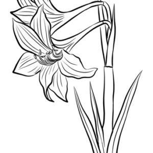 Amaryllis coloring pages printable for free download