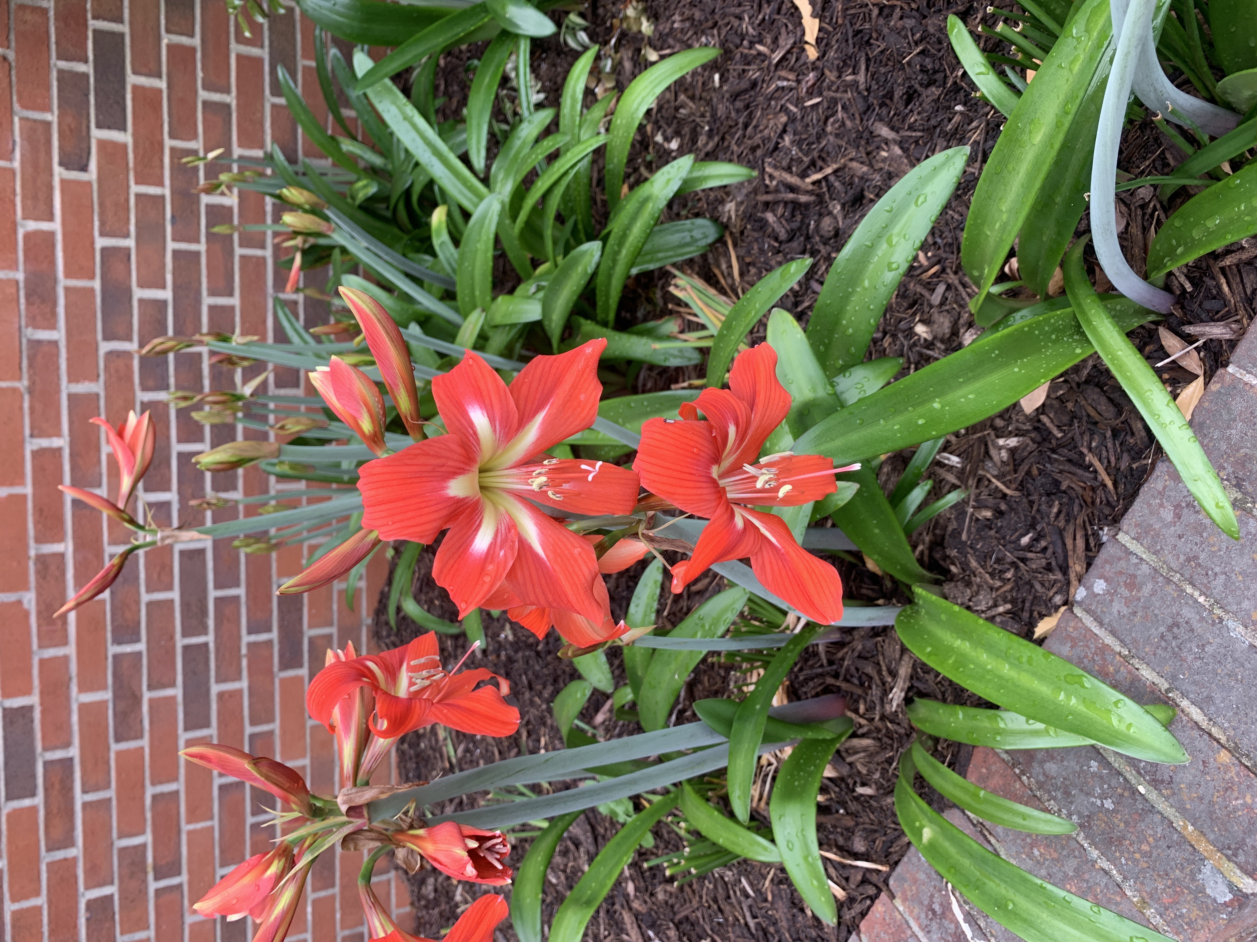 My amaryllis has bloomed and is gorgeous what do i do with it now nc cooperative extension