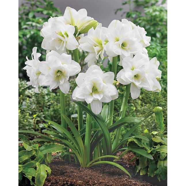 Brecks white alaska hardy garden amaryllis bulbs bagged