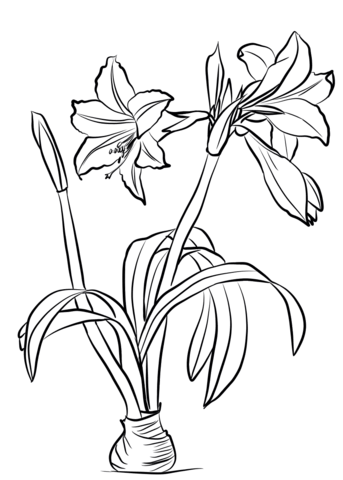 Amaryllis brasiliensis coloring page free printable coloring pages