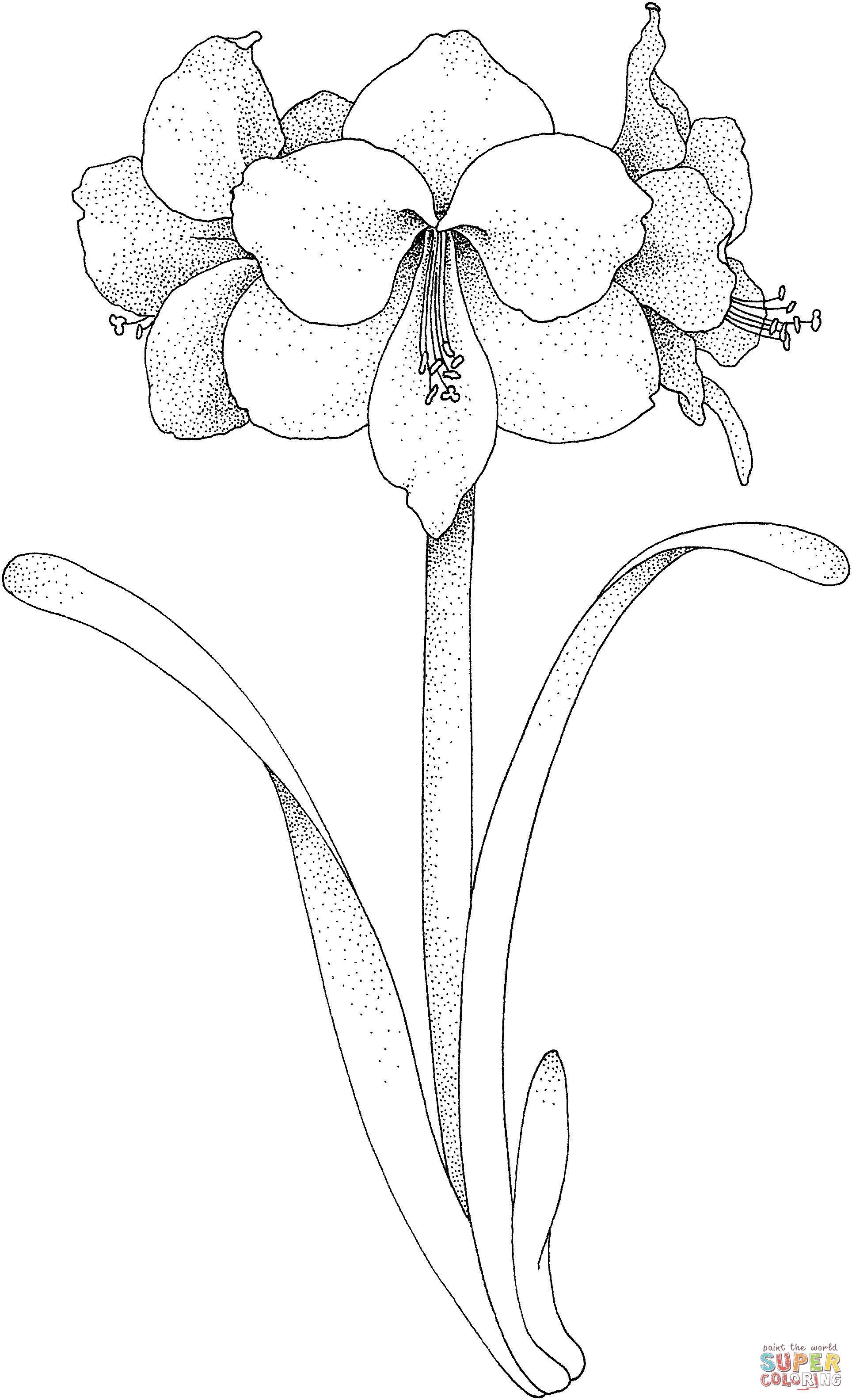 Amaryllis flower coloring page free printable coloring pages