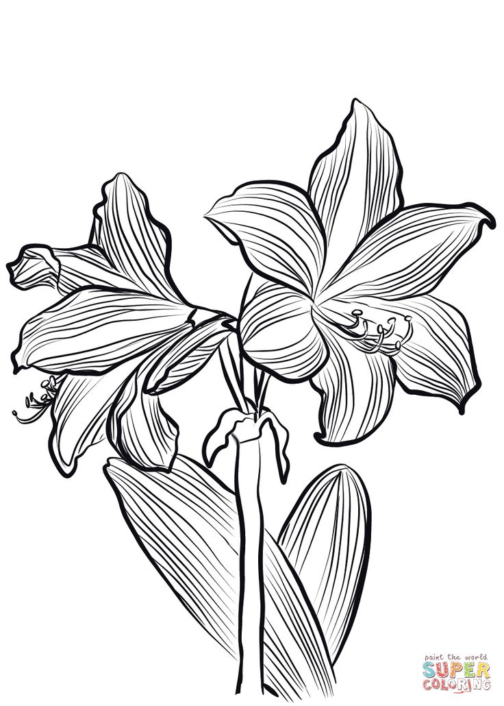 Amaryllis obrieni coloring page free printable coloring pages flower drawing coloring pages drawings