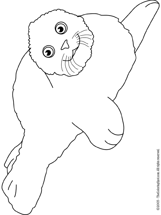 Harp seal coloring page audio stories for kids free coloring pages colouring printables