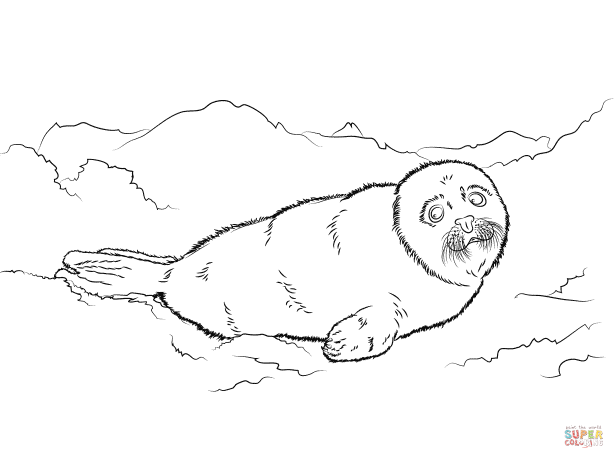 Cute harp seal baby coloring page free printable coloring pages